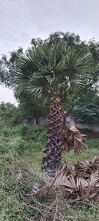 Thumbnail for File:Asian palmyra palm Plant.jpg