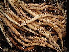 Dans un sol aéré, les asperges (ici Asparagus densiflorus) développent un réseau dense de rhizomes.