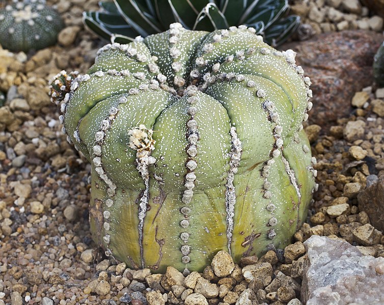 File:Astrophytum asterias, Jardín Botánico de Múnich, Alemania, 2013-01-27, DD 01.JPG