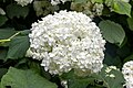 * Nomination Hydrangea arborescens ssp. discolor 'Sterilis' at Dunham Massey Hall --Mike Peel 16:52, 17 August 2023 (UTC) * Promotion  Support Good quality. --多多123 12:25, 25 August 2023 (UTC)