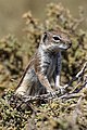 * Nomination A Barbary ground squirrel, Atlantoxerus getulus, Morro Jable, Fuerteventura --Llez 07:55, 26 March 2017 (UTC) * Promotion Good quality -- Spurzem 10:35, 26 March 2017 (UTC)