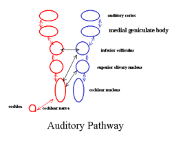 geniculate body