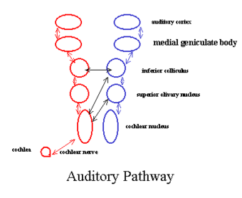 Aud pathway.png