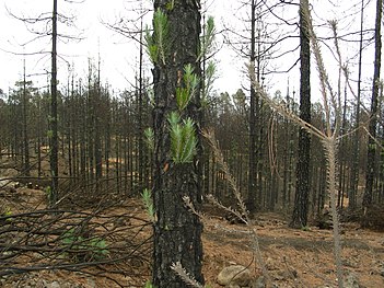 Kanarische Kiefer kurz nach einem Waldbrand. Neue Triebe ver­weisen auf ihre Anpassung an Waldbrände.