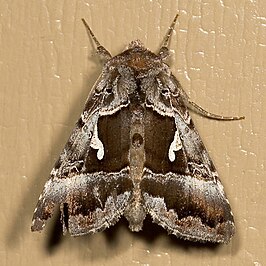 Autographa speciosa