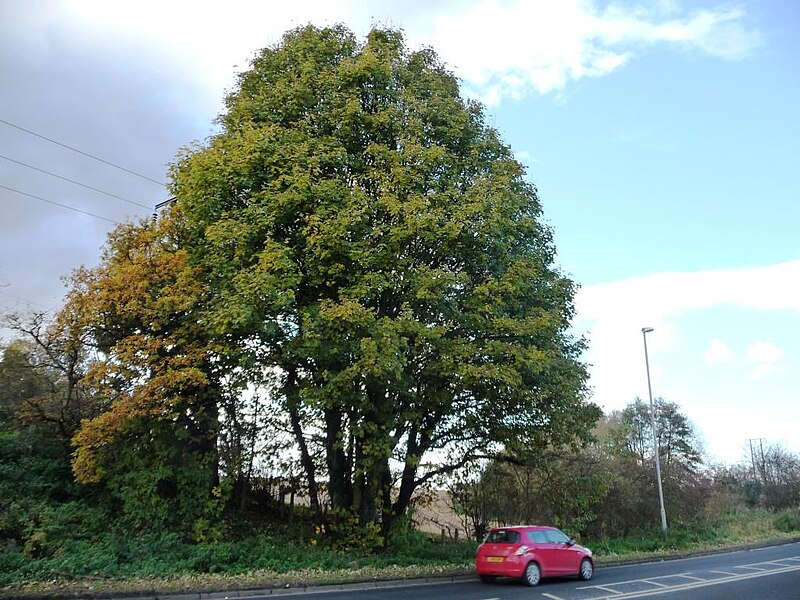 File:Autumn tree on the west side of the B6422 - geograph.org.uk - 3218764.jpg