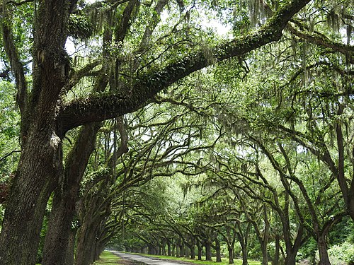 Avenue of the Oaks, Wormsloe Historic Site, Georgia