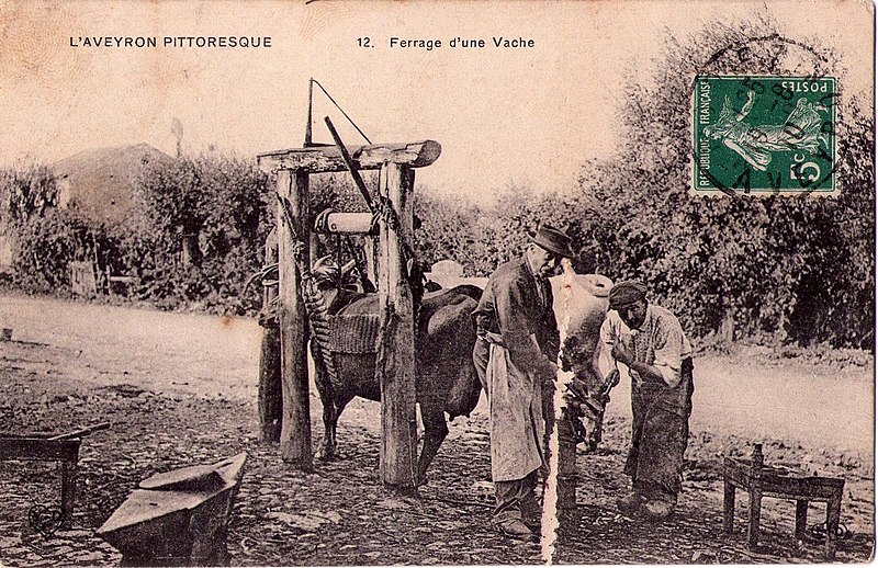 File:Aveyron Pittoresque 12 - Ferrage d'une vache.jpg