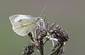 * Nomination Spring form a Large white (Pieris brassicae) nectaring from asphodel flowers. Adana, Turkey. --Zcebeci 09:34, 10 March 2016 (UTC) * Promotion The most important part is sharp enough for me. A higher resolution would be nice.--Famberhorst 16:21, 10 March 2016 (UTC)