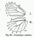 Venation of genus Gonepteryx, the Brimstones, of family Pieridae.