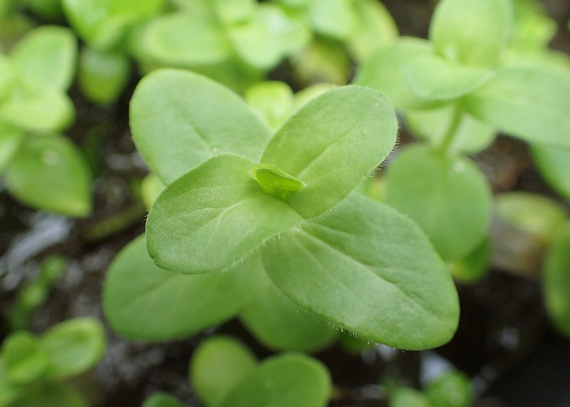 File:Bacopa lanigera kz01.jpg