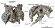 Två bitar av fossilt ben från dinosaurens huvud