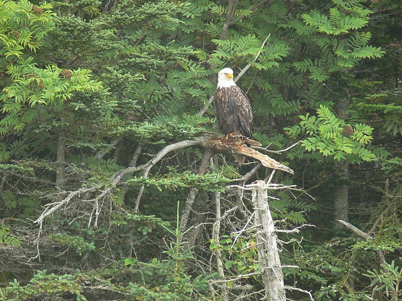 File:Bald Eagle on Tree top.jpg