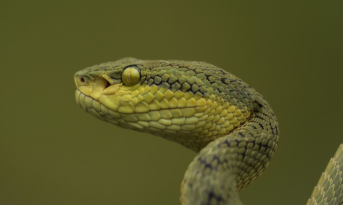 File:Bamboo pit viper - head profile.jpg - Wikipedia