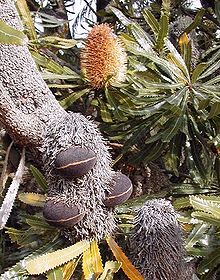 B. aemula (Wallum Banksia) Banksia aemulafollicles cranbourne email.jpg