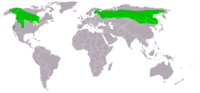 Distribución mundial da S. nebulosa