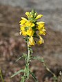 Bartsia trixago