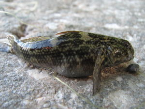 Bathygobius soporator aka Frillfin Goby.jpg