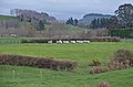 Beehives -- New Zealand North Island Highway scenes (50801238452).jpg