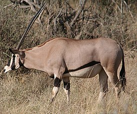 Beisa Oryx, Samburu NR, Kenya.jpg
