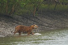 A Bengal tiger, the national animal, in the Sundarbans Bengal Tiger gets down in a shallow canal in Sundarban.jpg