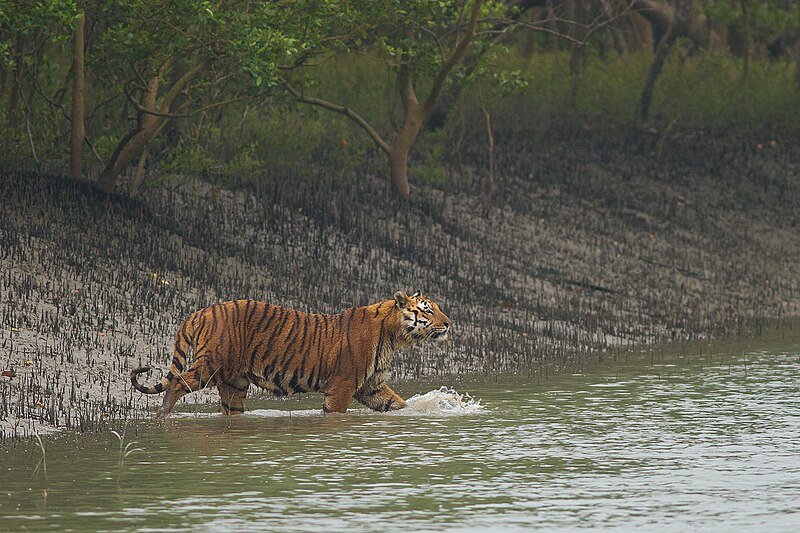 File:Bengal Tiger gets down in a shallow canal in Sundarban.jpg