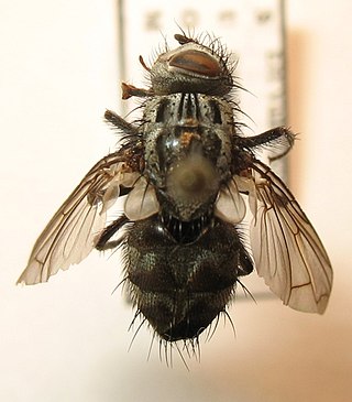 <i>Billaea triangulifera</i> Species of fly