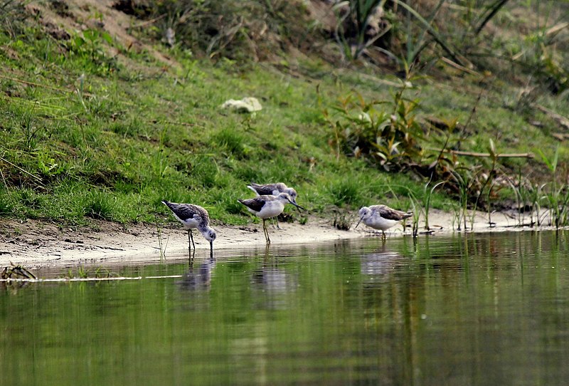 File:Birds from Nepal at Chitwan (13).jpg