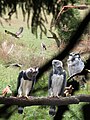 Greifvogel-Treffen (convention Harpy eagle, Buzzard, Kestrel, Hawk-owl (photomontage)