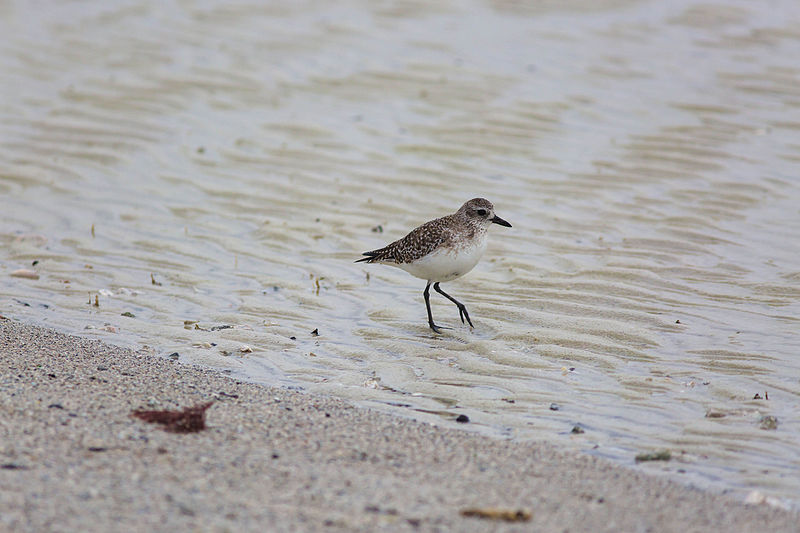 File:Black-bellied plover (24979198786).jpg