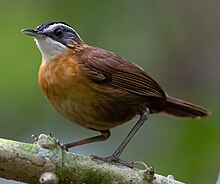 Black-capped Babbler 0A2A0944 (cropped).jpg