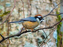 Black-throated bushtit (Aegithalos concinnus)