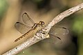 * Nomination Black-winged dragonlet (Erythrodiplax funerea) female --Charlesjsharp 07:59, 27 April 2023 (UTC) * Promotion  Support Good quality. --Poco a poco 17:09, 27 April 2023 (UTC)