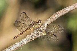 Erythrodiplax funerea (Black-winged dragonlet) female