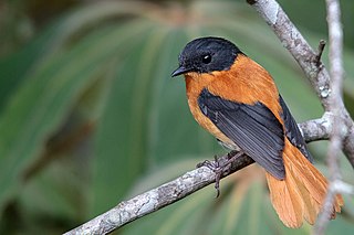 <span class="mw-page-title-main">Black-and-orange flycatcher</span> Species of bird