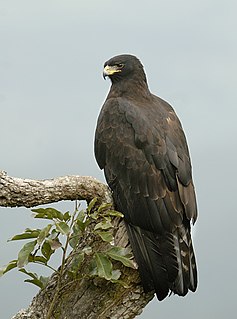 Black eagle Species of bird