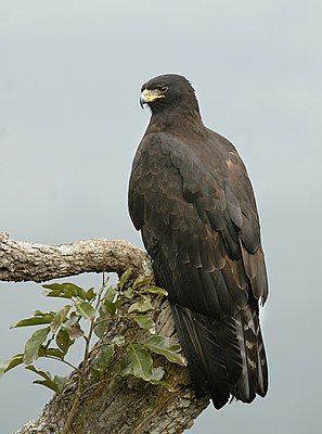 Maláj sas (Ictinaetus malaiensis)