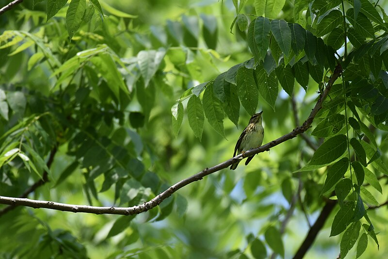 File:Blackpoll warbler cromwell valley 5.18.19 DSC 0177.jpg