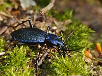 střevlík vrásčitý (střevlík svraštělý) (Carabus intricatus)