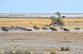 Streifengnus im Etosha-Nationalpark (2014)