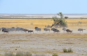 Blue wildebeest, Etosha National Park, Namibia.jpg