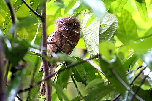 Blyth's Frogmouth - Krung Ching National Park