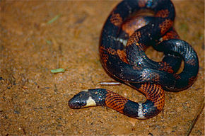 Description de l'image Boie's Ground Snake (Atractus badius) (10359041273).jpg.