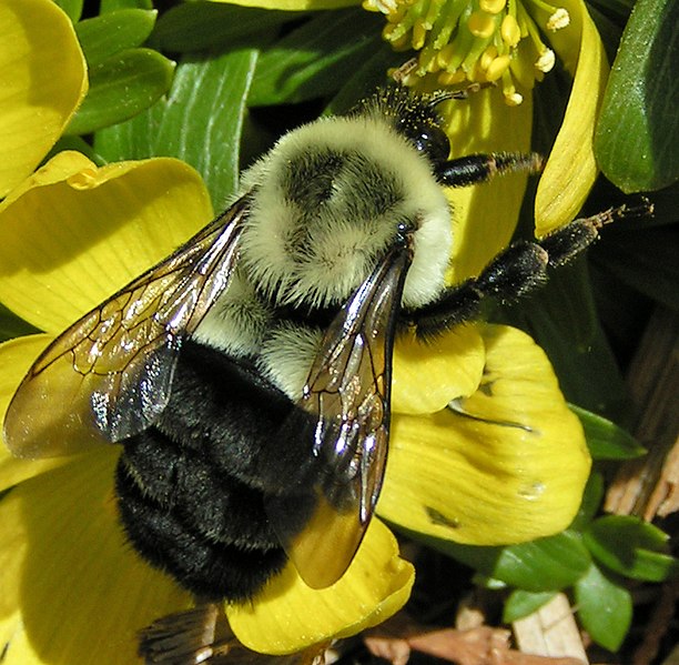 File:Bombus impatiens queen.jpg