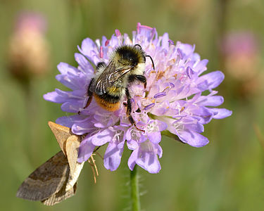 ♂ Bombus sylvarum (Shrill Carder Bee)