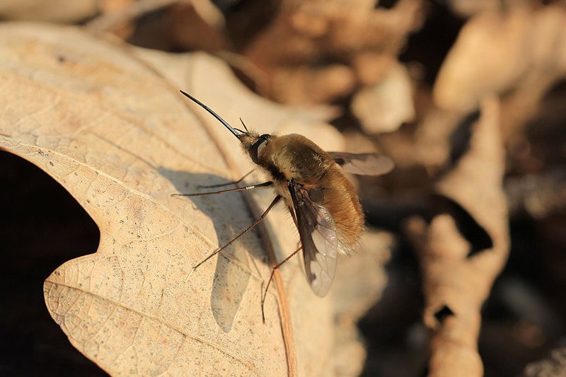 File:Bombylius major - Leithagebirge.jpg