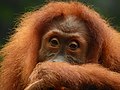 Bornean Orangutan