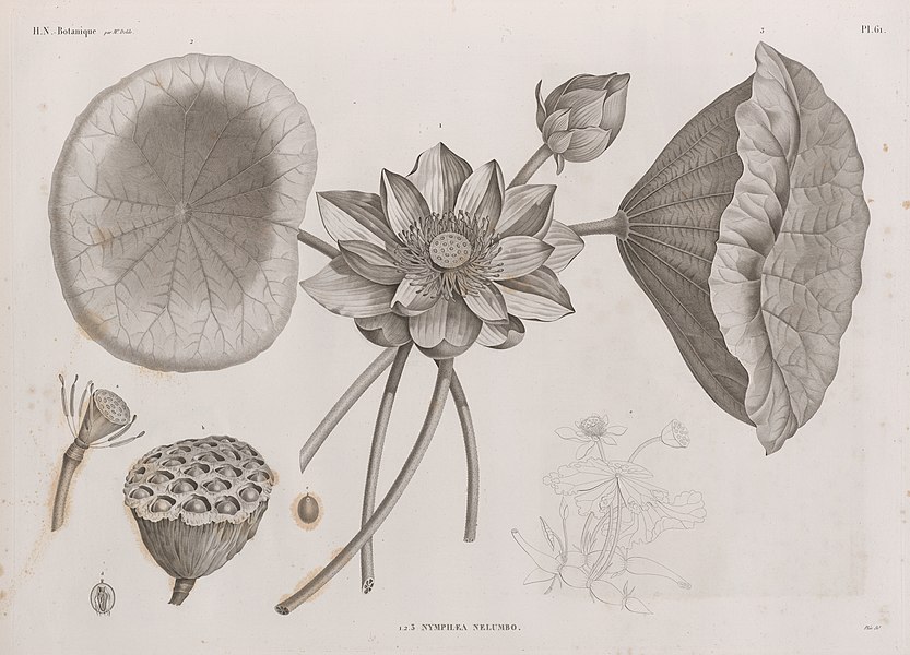 Pl.61 - 1-3. Nymphæa nelumbo