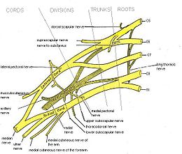 Plexus brachial.jpg