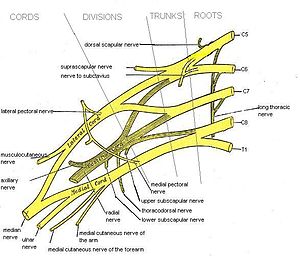 English: Anterior view of right brachial plexu...